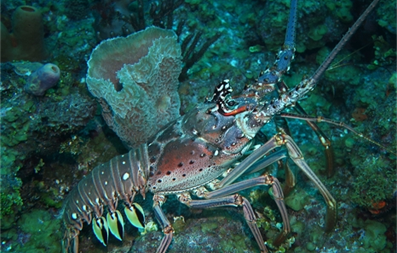 A spiny lobster in the waters of Belize. CREDIT: A. Tewfik/WCS